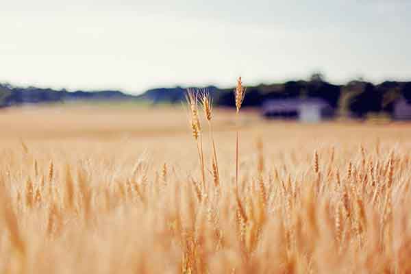 铝土矿成本分析：氧化铝期货基本面的核心锚点